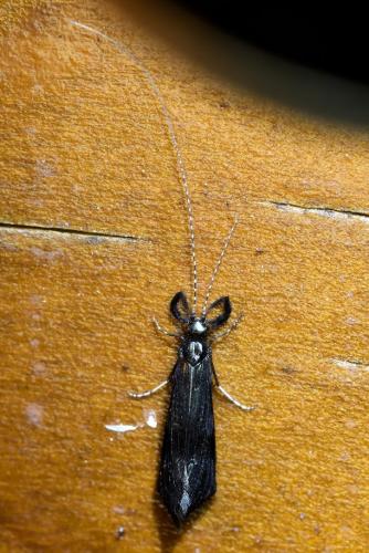 Réf. 324 925 : Mystacides sp.
